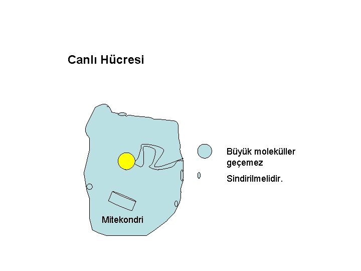 Canlı Hücresi Büyük moleküller geçemez Sindirilmelidir. Mitekondri 