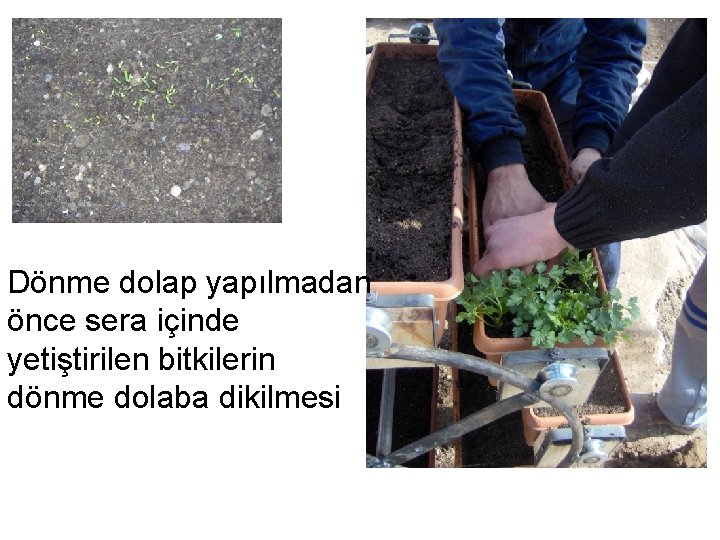 Dönme dolap yapılmadan önce sera içinde yetiştirilen bitkilerin dönme dolaba dikilmesi 