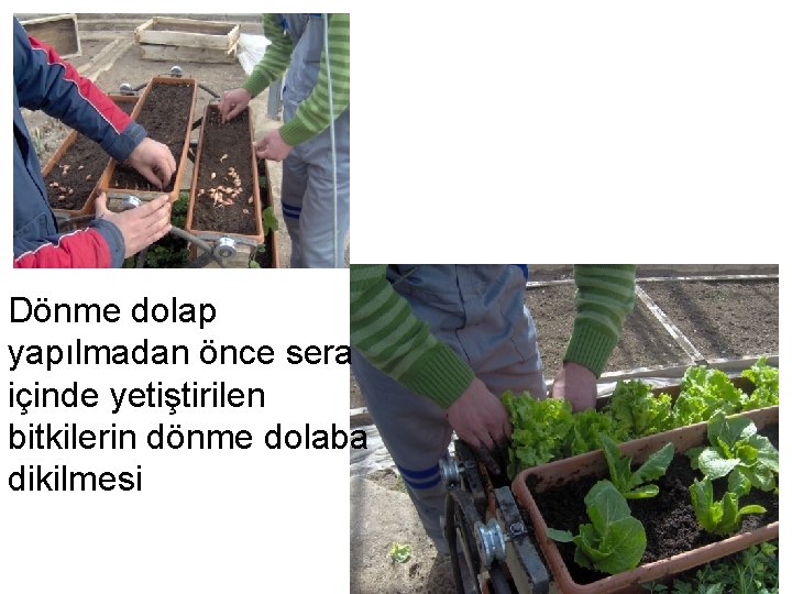 Dönme dolap yapılmadan önce sera içinde yetiştirilen bitkilerin dönme dolaba dikilmesi 