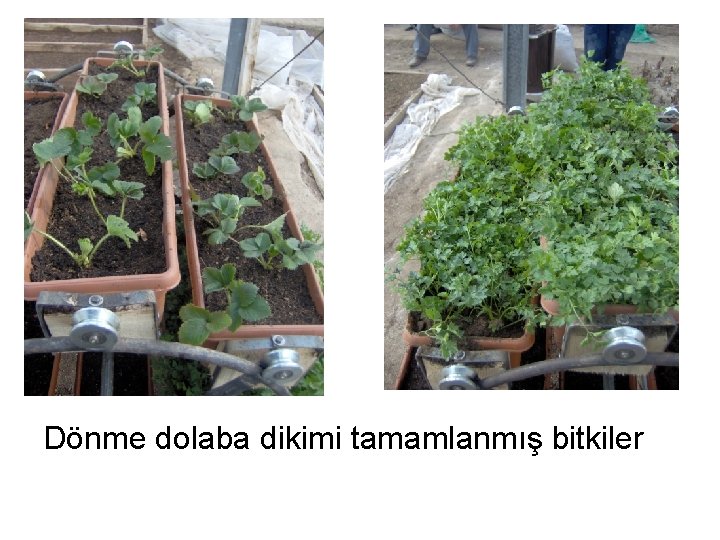 Dönme dolaba dikimi tamamlanmış bitkiler 