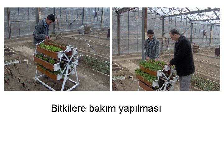 Bitkilere bakım yapılması 