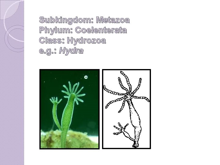 Subkingdom: Metazoa Phylum: Coelenterata Class: Hydrozoa e. g. : Hydra 