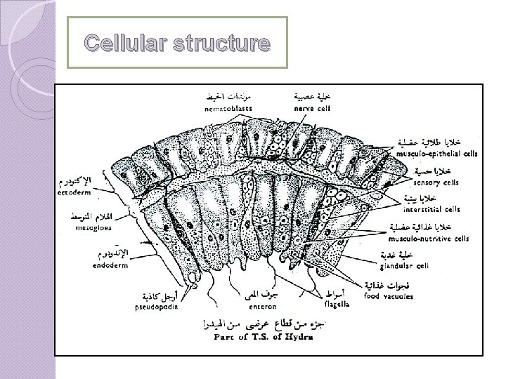 Cellular structure 