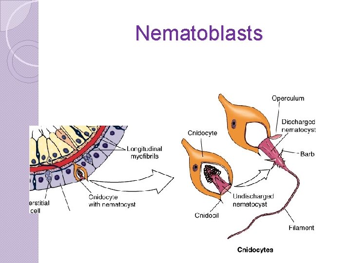 Nematoblasts 