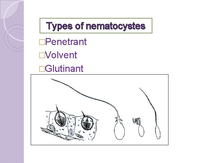 Types of nematocystes �Penetrant �Volvent �Glutinant 