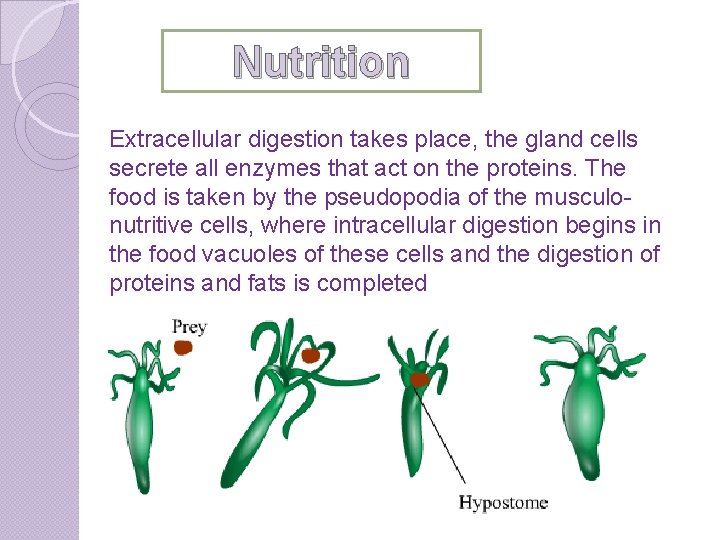 Nutrition Extracellular digestion takes place, the gland cells secrete all enzymes that act on