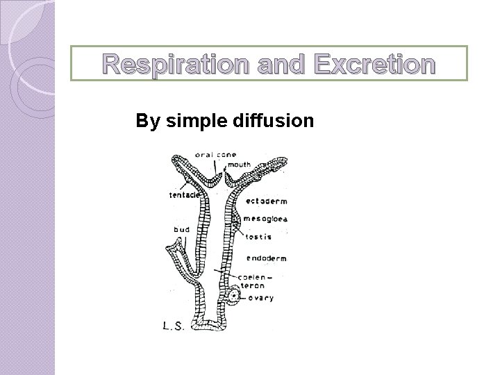 Respiration and Excretion By simple diffusion 