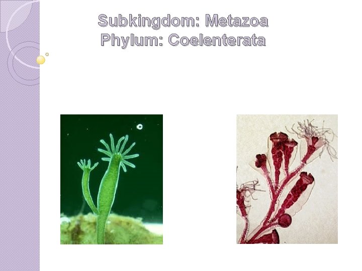 Subkingdom: Metazoa Phylum: Coelenterata 