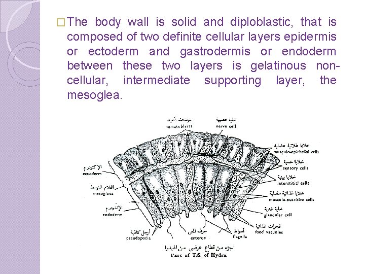 � The body wall is solid and diploblastic, that is composed of two definite