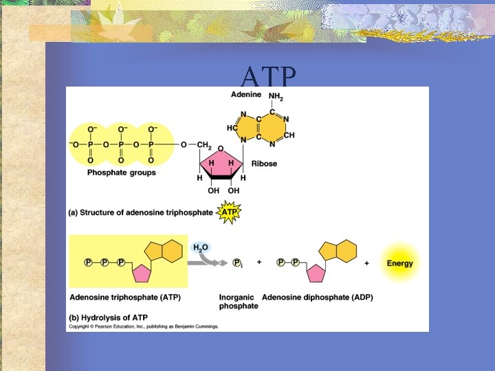 ATP 