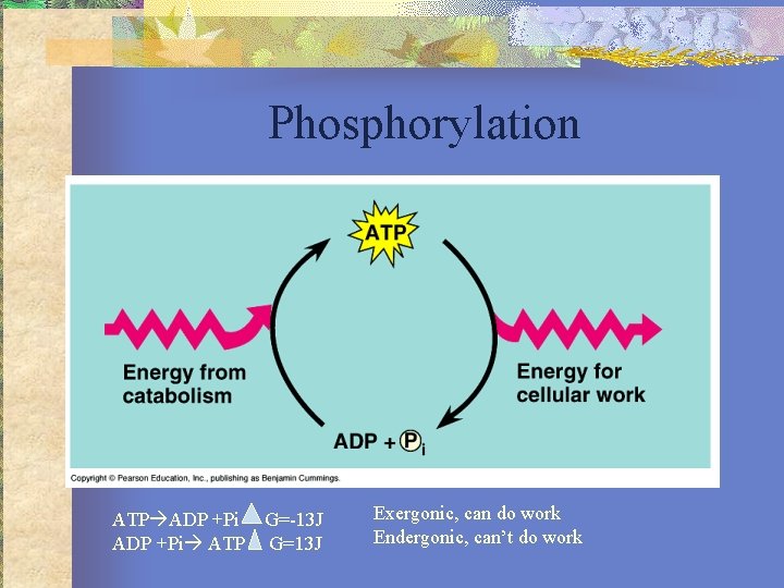 Phosphorylation ATP ADP +Pi G=-13 J ADP +Pi ATP G=13 J Exergonic, can do