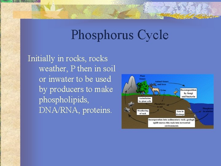 Phosphorus Cycle Initially in rocks, rocks weather, P then in soil or inwater to