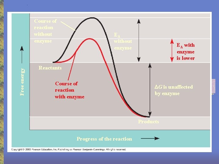 . Free energy Course of reaction without enzyme EA with enzyme is lower Reactants