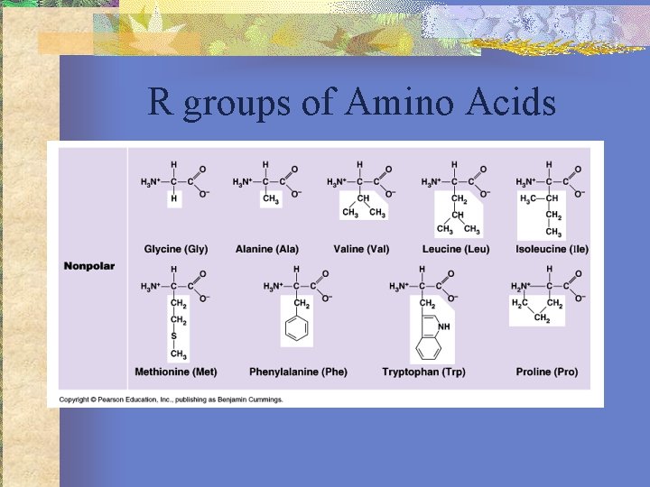 R groups of Amino Acids 