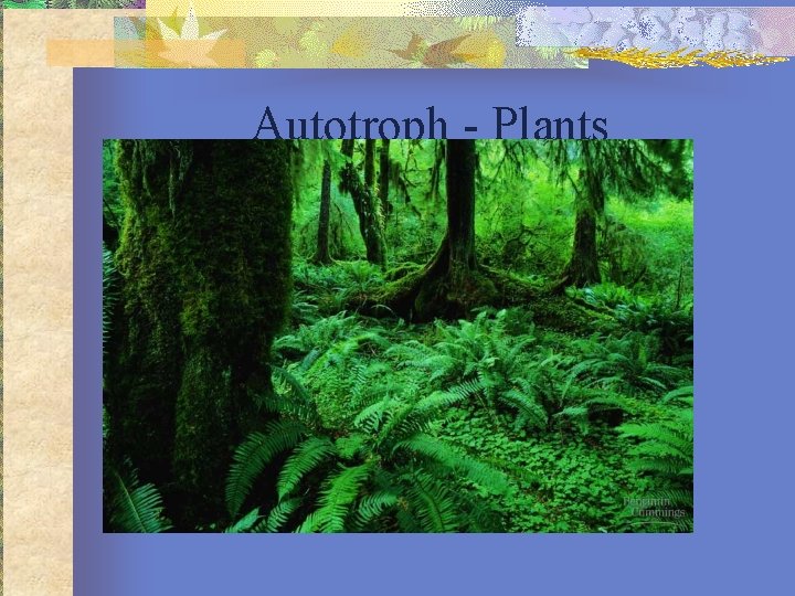 Autotroph - Plants 