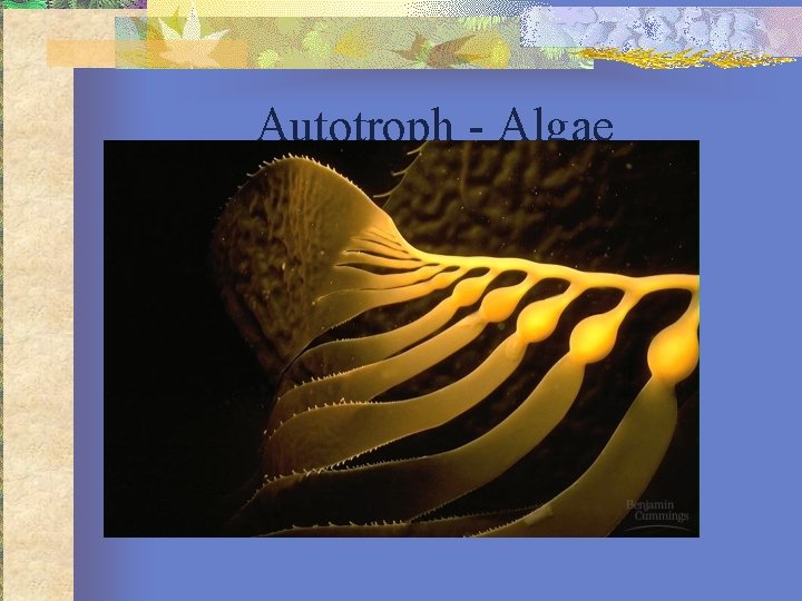 Autotroph - Algae 