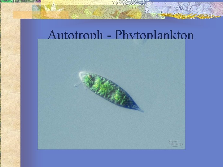 Autotroph - Phytoplankton 