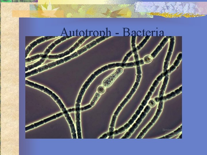 Autotroph - Bacteria 