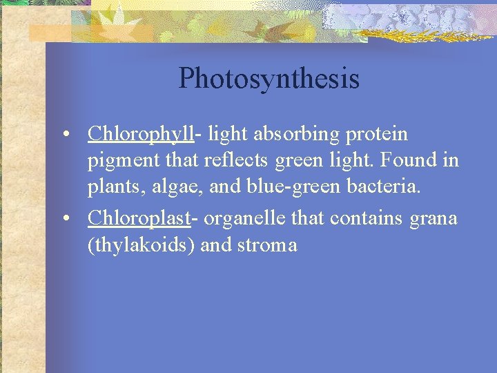 Photosynthesis • Chlorophyll- light absorbing protein pigment that reflects green light. Found in plants,