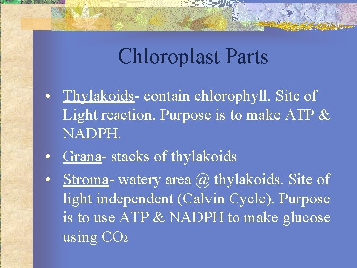 Chloroplast Parts • Thylakoids- contain chlorophyll. Site of Light reaction. Purpose is to make
