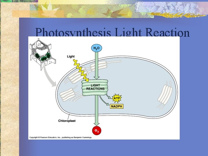 Photosynthesis Light Reaction 