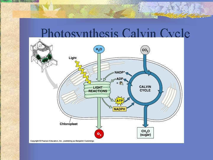 Photosynthesis Calvin Cycle 