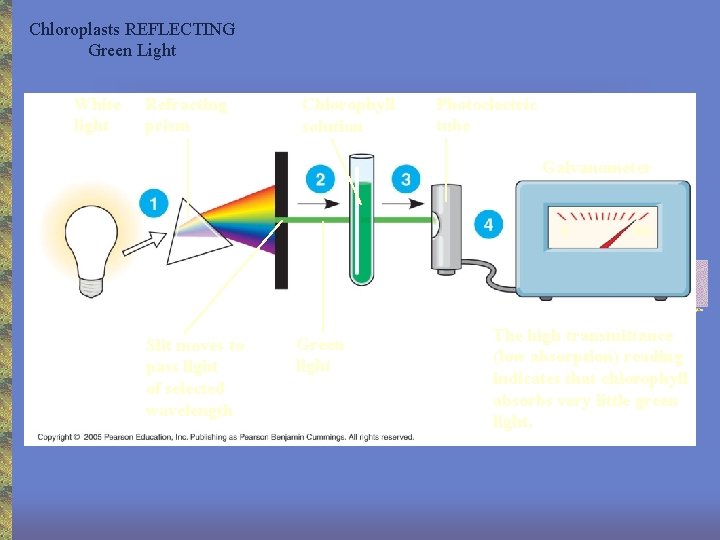 Chloroplasts REFLECTING Green Light White light Refracting prism Chlorophyll solution Photoelectric tube Galvanometer 0