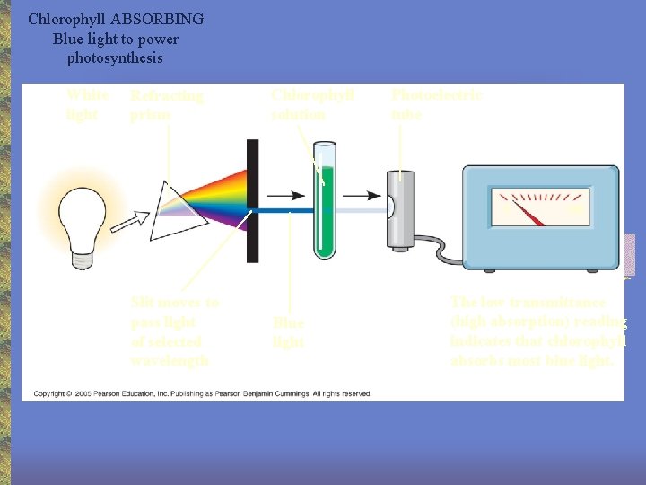 Chlorophyll ABSORBING Blue light to power photosynthesis White light Refracting prism Chlorophyll solution Photoelectric