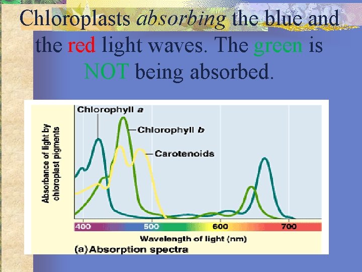 Chloroplasts absorbing the blue and the red light waves. The green is NOT being