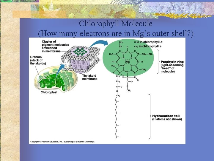 Chlorophyll Molecule (How many electrons are in Mg’s outer shell? ) Hint: Look at