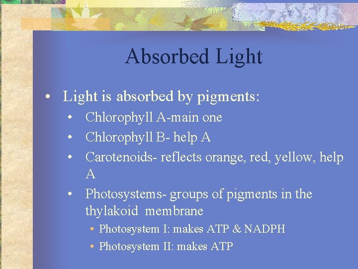 Absorbed Light • Light is absorbed by pigments: • Chlorophyll A-main one • Chlorophyll