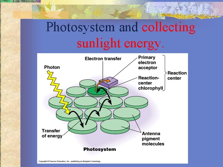 Photosystem and collecting sunlight energy. 