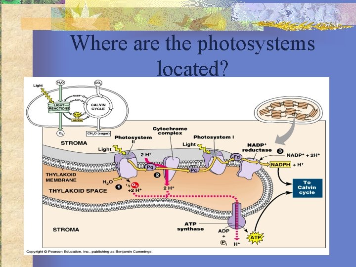 Where are the photosystems located? 