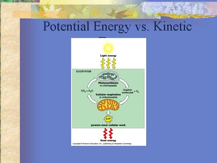 Potential Energy vs. Kinetic Energy 