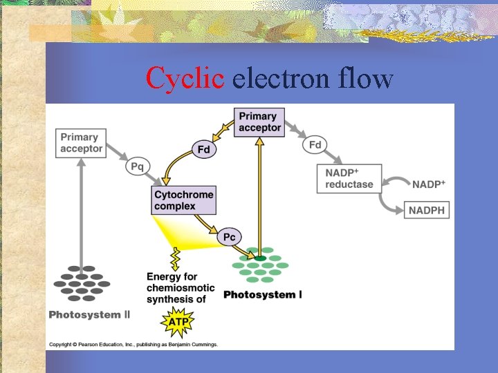 Cyclic electron flow 