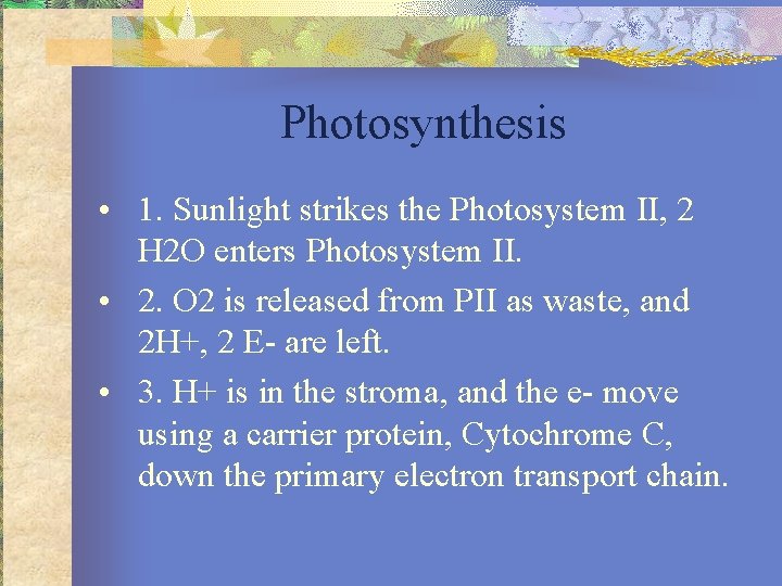 Photosynthesis • 1. Sunlight strikes the Photosystem II, 2 H 2 O enters Photosystem