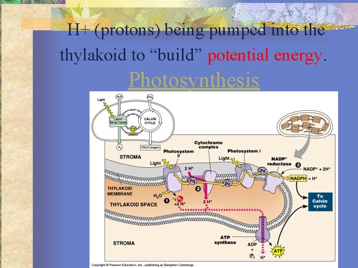 H+ (protons) being pumped into the thylakoid to “build” potential energy. Photosynthesis 