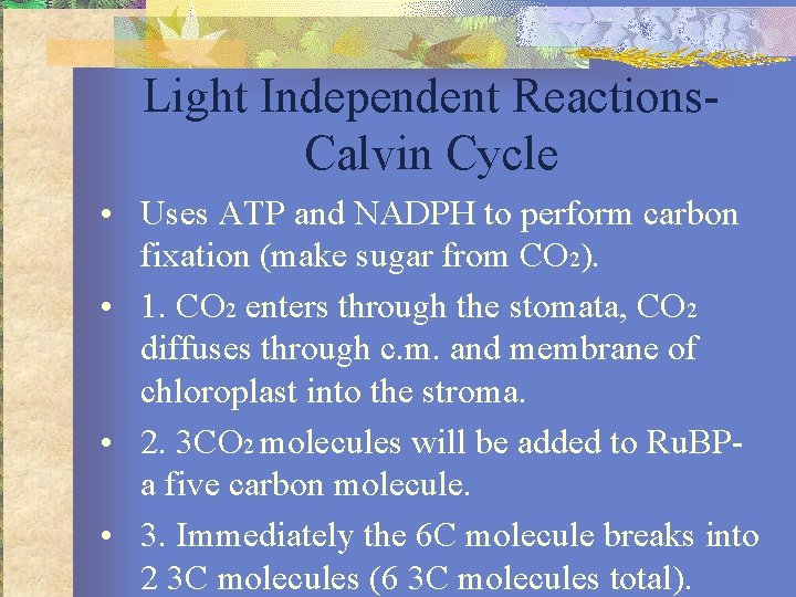 Light Independent Reactions. Calvin Cycle • Uses ATP and NADPH to perform carbon fixation