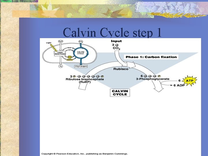 Calvin Cycle step 1 