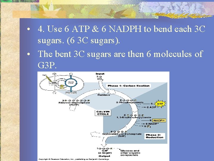  • 4. Use 6 ATP & 6 NADPH to bend each 3 C