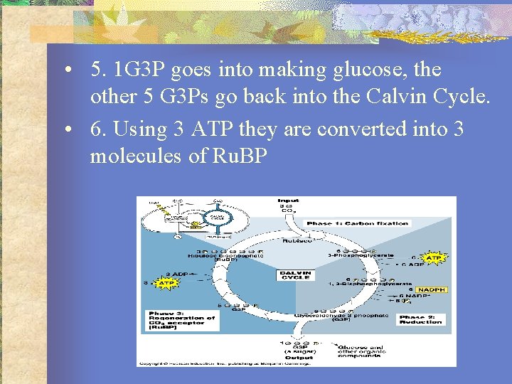  • 5. 1 G 3 P goes into making glucose, the other 5