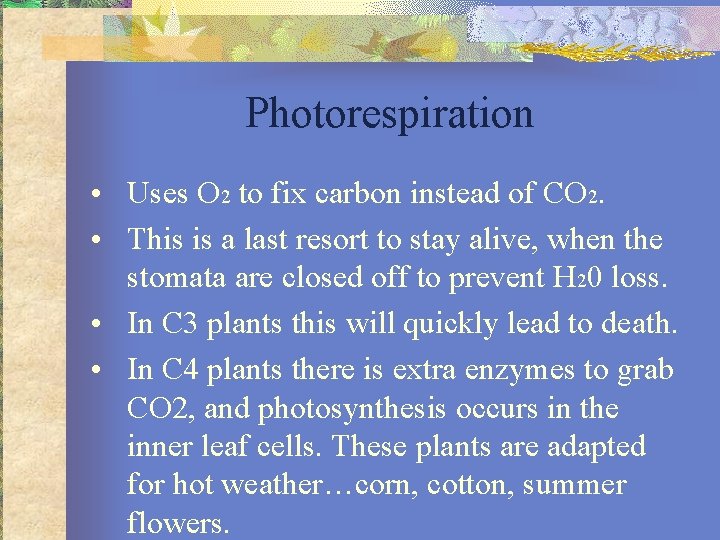 Photorespiration • Uses O 2 to fix carbon instead of CO 2. • This