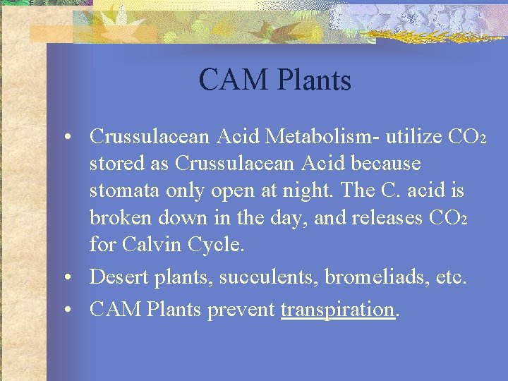 CAM Plants • Crussulacean Acid Metabolism- utilize CO 2 stored as Crussulacean Acid because