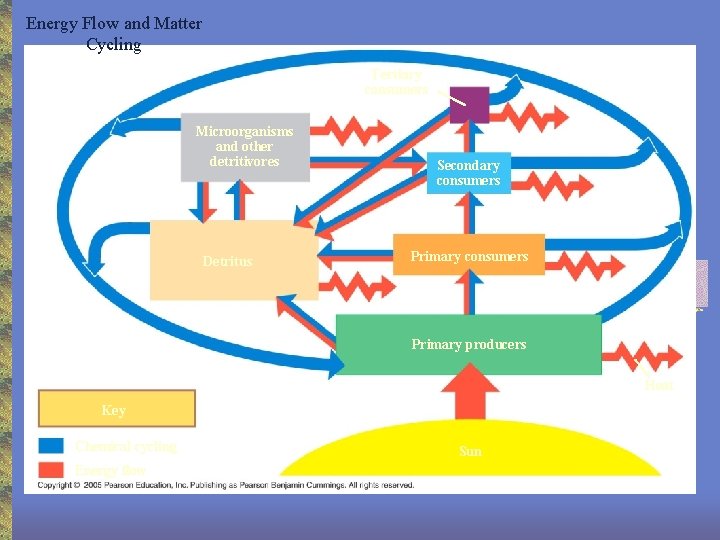 Energy Flow and Matter Cycling Tertiary consumers Microorganisms and other detritivores Detritus Secondary consumers