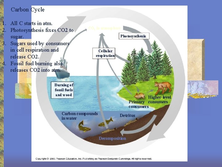 Carbon Cycle 1. All C starts in atm. 2. Photosynthesis fixes CO 2 to