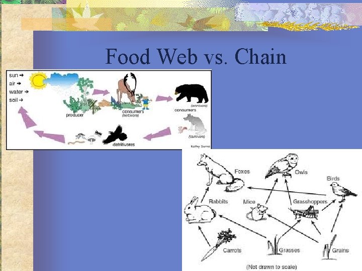 Food Web vs. Chain 