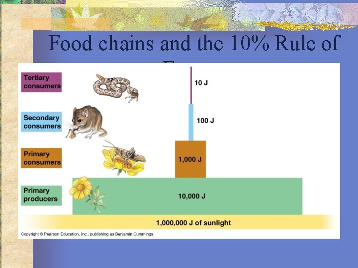 Food chains and the 10% Rule of Energy 