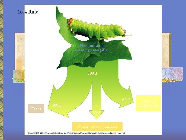 10% Rule Plant material eaten by caterpillar 200 J 67 J Feces 100 J