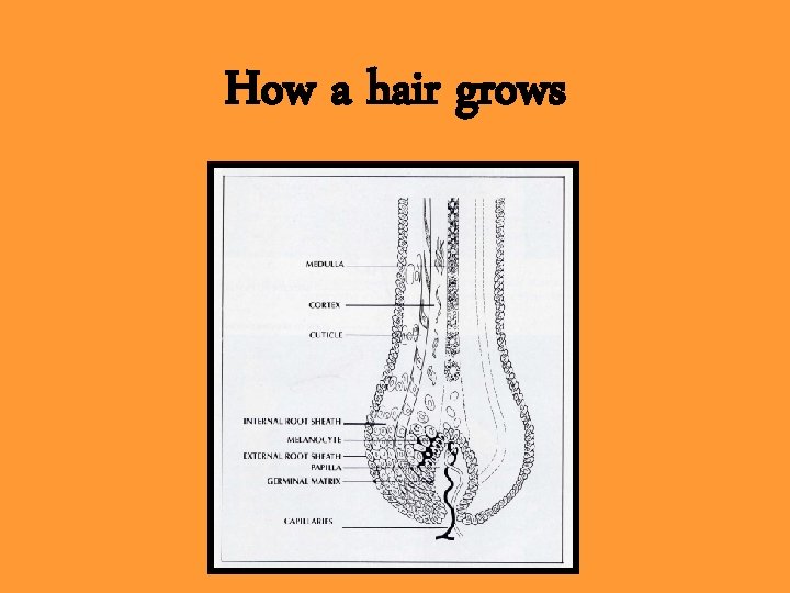 How a hair grows 