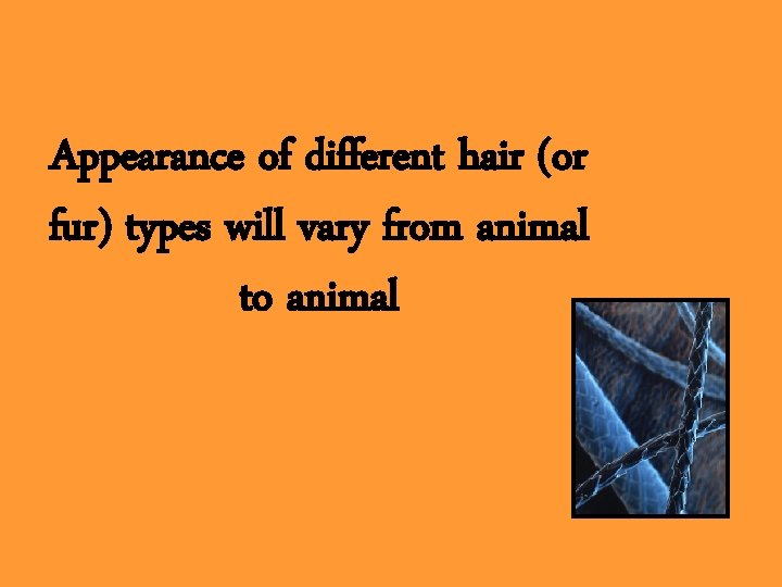 Appearance of different hair (or fur) types will vary from animal to animal 